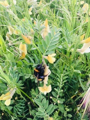 Bombus