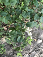 Ligustrum sinense