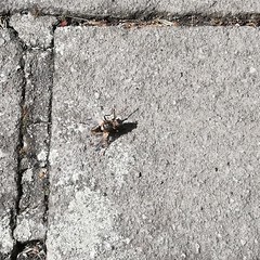 Tachina fera