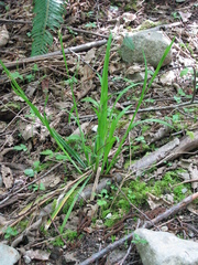 Carex hendersonii