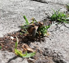 Tachina fera