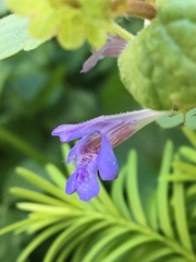 Glechoma hederacea