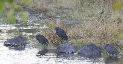 iNaturalist: (c) Ehren, some rights reserved (CC BY-NC), uploaded by Ehren iNaturalist image