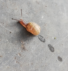 Helicoidea