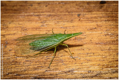 Melicharoptera rostrata