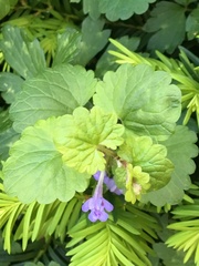Glechoma hederacea