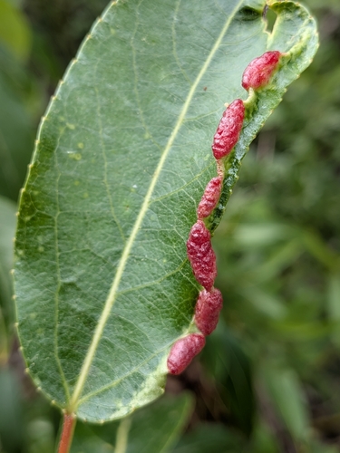 iNaturalist observation photo of Bead-like Cottonwood Gall aphid