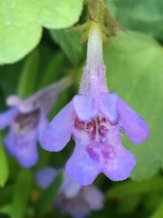 Glechoma hederacea