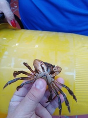 Sylviocarcinus piriformis