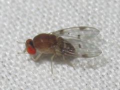 Leucophenga maculosa