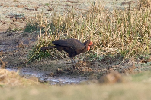 Southern Ground Hornbill