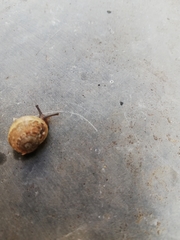 Helicoidea