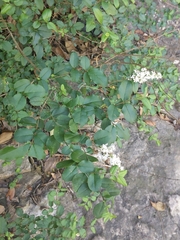 Ligustrum sinense