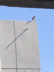 Rupornis magnirostris