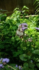 Nyctemera carissima