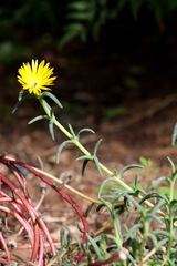 Malephora uitenhagensis