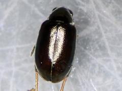 Longitarsus parvulus