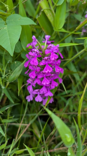 Platanthera peramoena, photograph 5