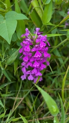 Platanthera peramoena, photograph (c) Ben Mowbray, some rights reserved (CC BY)