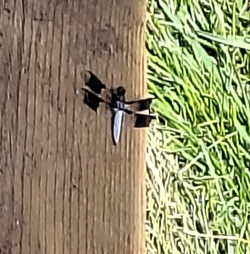 Common Whitetail
