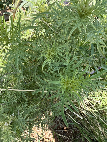 slimleaf bursage