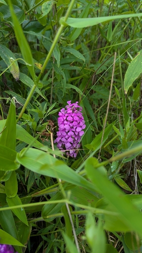 Platanthera peramoena, photograph 6