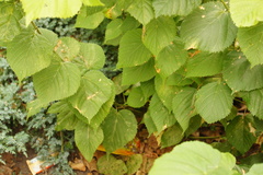 Tilia × europaea, photograph (c) Alex Press, some rights reserved (CC BY)