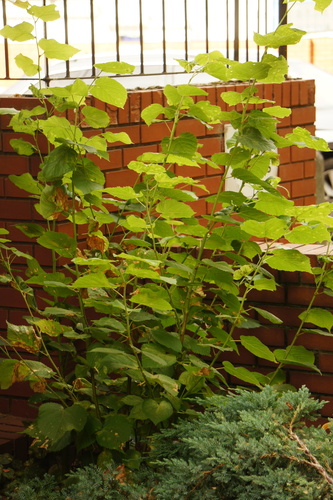 Tilia × europaea, photograph 4