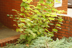 Tilia × europaea, photograph (c) Alex Press, some rights reserved (CC BY)