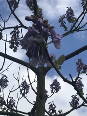 Paulownia tomentosa