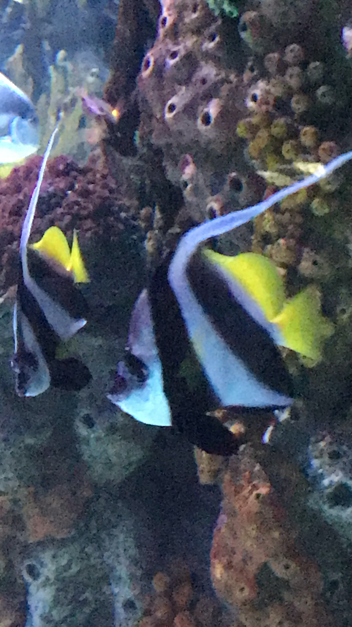 白吻雙帶立旗鯛(角蝶) Heniochus acuminatus