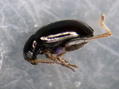 Longitarsus parvulus