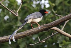 Urocissa erythroryncha