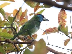 Psilopogon asiaticus