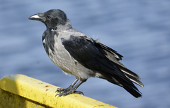 Corvus cornix