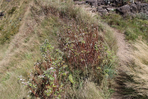 Rubus ludwigii