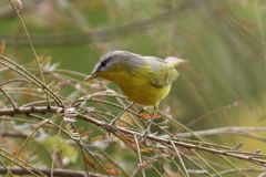 Phylloscopus xanthoschistos