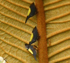 Enchenopa ignidorsum