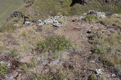 Xerophyta viscosa, photograph (c) Tony Rebelo, some rights reserved (CC BY-SA)