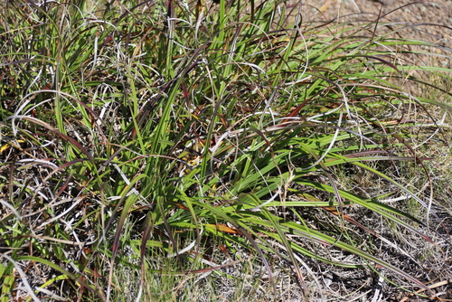 Xerophyta viscosa, photograph 4