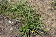 Xerophyta viscosa, photograph (c) Tony Rebelo, some rights reserved (CC BY-SA)