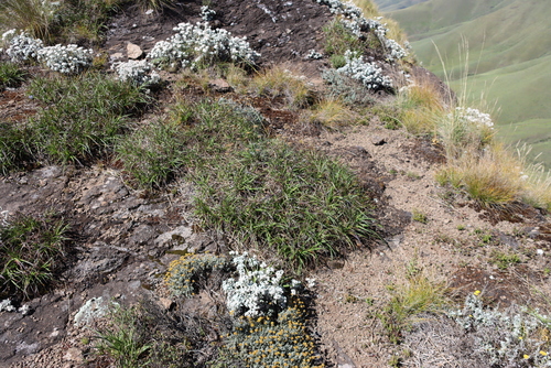 Xerophyta viscosa