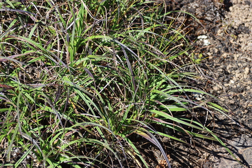 Xerophyta viscosa, photograph 1