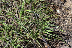 Xerophyta viscosa, photograph (c) Tony Rebelo, some rights reserved (CC BY-SA)