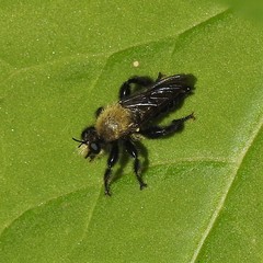 Laphria flavicollis