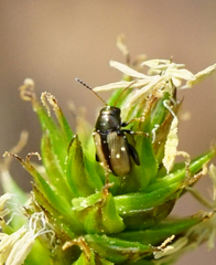 Chaetocnema conducta