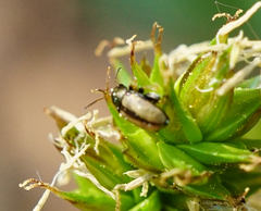 Chaetocnema conducta