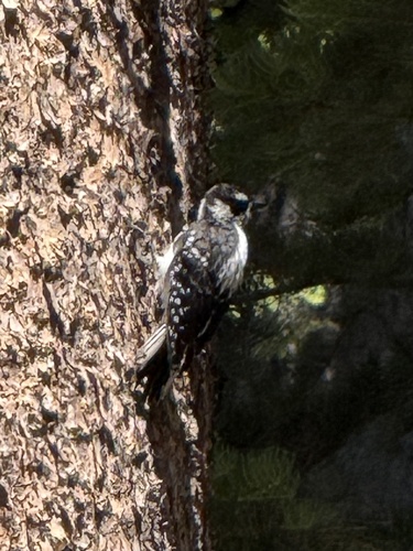 iNaturalist observation photo of Hairy Woodpecker