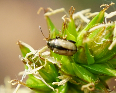 Chaetocnema conducta