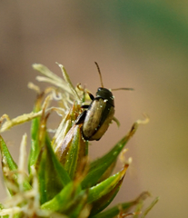 Chaetocnema conducta